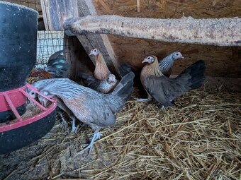 Holandská zakrslá slepice - 2