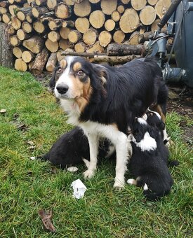 Border kolie - 2