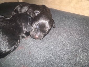 Stafordšírský bulteriér s PP - 2