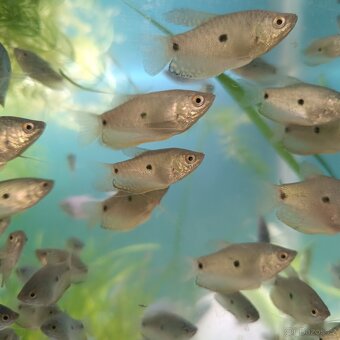 Enderky,cichavce, ancistrusy - 2