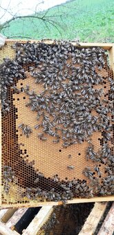 F1 matky Buckfast VSH - 2