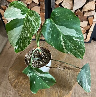 Monstera albo variegata - 2