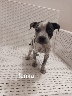 Americký stafordšírský teriér bez pp - 2