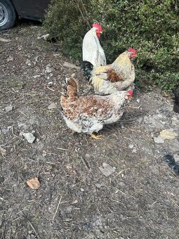 Slepice + kohouti - 2