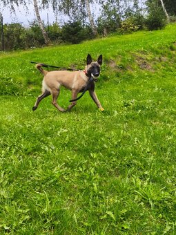 Malinois fena s PP - 2