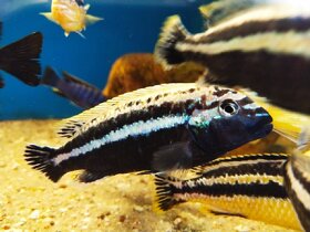 Tlamovci Malawi... Melanochromis auratus - 2