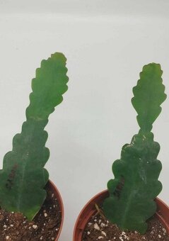 Fylokaktusy - Epiphyllum- 4 druhy - 2