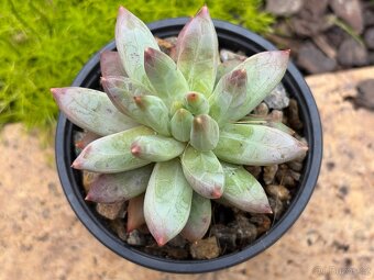 Dužnatka (Echeveria) - 2