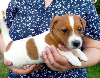 Jack russell terier krásný hnědobílý pejsek - 2