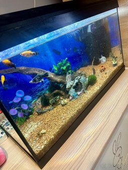 Prodám plně vybavené akvárium Juwel 60 l včetně rybiček - 2