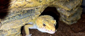 White&Yellow het Tremper Albino het Eclipse pos Super Hypo T - 2