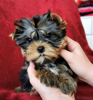 Yorkshire terrier - 2