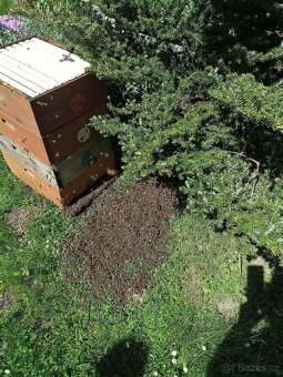 Prodám 5 silných včelstev Langstroth 2/3 – Psáry u Prahy - 2