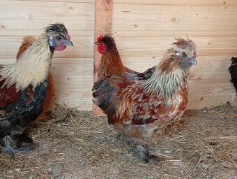 Kočinka, wyandotka, Hedvábnicka - 2