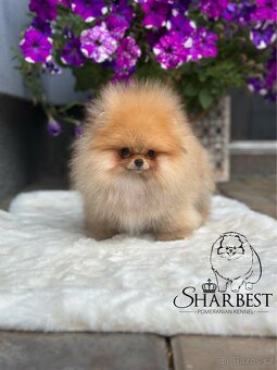Pomeranian s PP FCI, kluk - 2