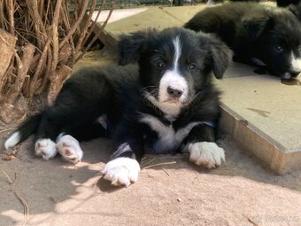 Border collie-Border kólia s PP - 2
