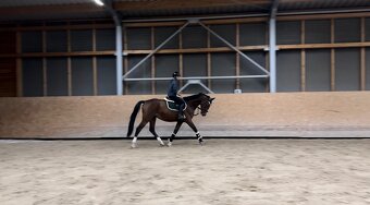 Pronajem kone - 2