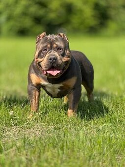 🔹 Krycí pes k dispozici – Lil Block 🔹 - 2