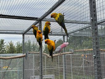 ARATINGA SLUNEČNÍ - 2