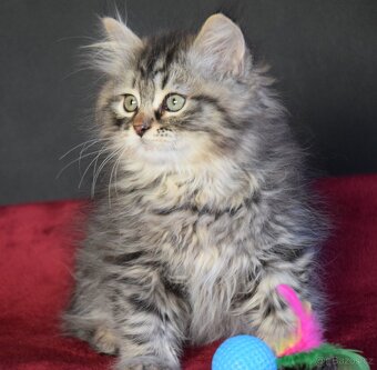 Sibiřské kotě s PP - 2