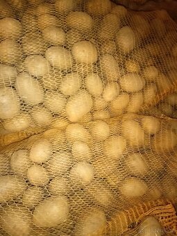 BRAMBORY NA USKLADNĚNÍ - 2