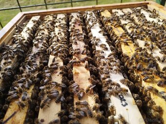 Včelí oddělky 2026 + dovoz - 2