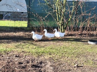 Násadová vejce kachen - 2