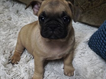 Francouzský buldoček - 2