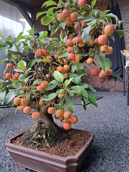 Bonsaj,bonsai Jabloň - 2