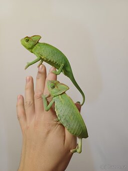 Chameleon Jemenský - 2