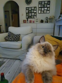 Ragdoll krytí - 2