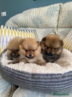 Pomeranian boo - 2