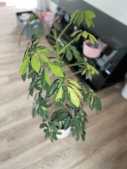 Pokojová kytka Schefflera - 2