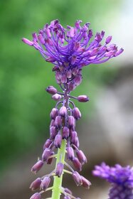 Modřenec chocholatý-Muscari comosum 400 semen 50 Kč - 2