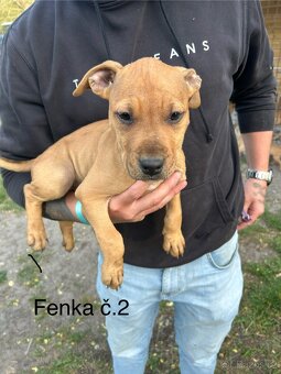Americký pitbullterier - 2