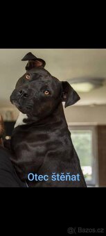 Štěňátka stafordšírskýho teriéra (amstaff) - 2