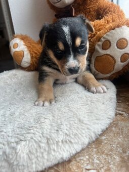 štěňátka Bordelkolie🐶 - 2