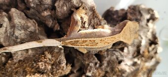 Pagekon řasnatý mláďata Correlophus ciliatus - 2