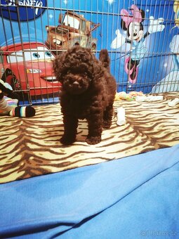 Pudl pudel toy chocolate - 2
