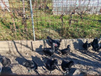 Ayam Cemani - 2