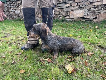 Jezevčík drsnosrstý standard - 2