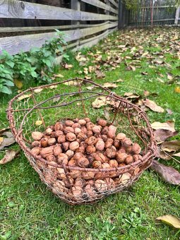 Vlašské ořechy - 2