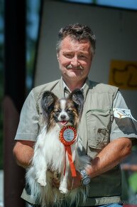 Krycí pes - Papillon - Malý kontinentální španěl - 2