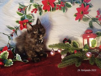 mainská mývalí koťata bez PP (Bibi) - 2