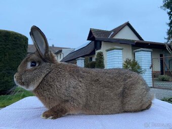 Vídeňský šedý - 2