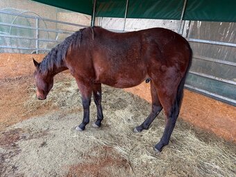 Hřebeček APH - 2024 - 2