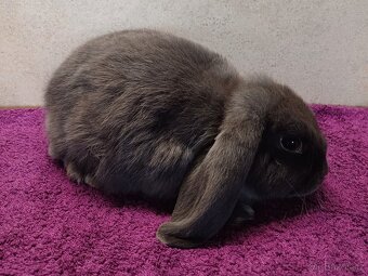 Zakrslý beran (beránek) s PP - 2