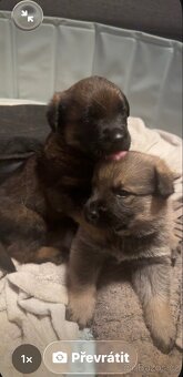 Štěňata 2 chlapci - 2