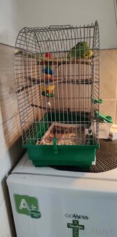 Andulka s klecí - 2