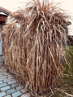 Bambus ke zpracování - 2